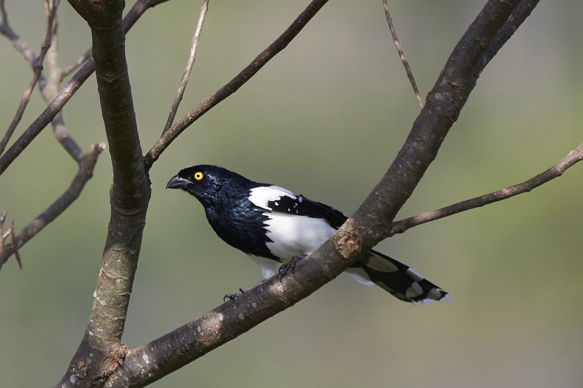 Magpie Tanager - ML612387114