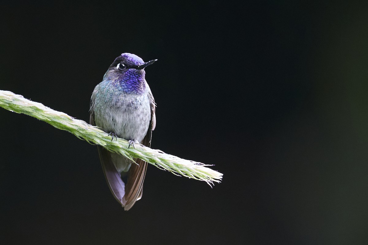 Violet-headed Hummingbird - ML612387925