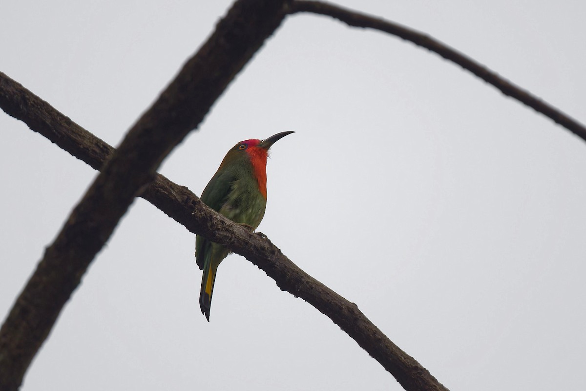 Red-bearded Bee-eater - ML612387964