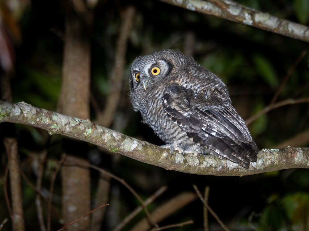 Long-tufted Screech-Owl - ML612387989