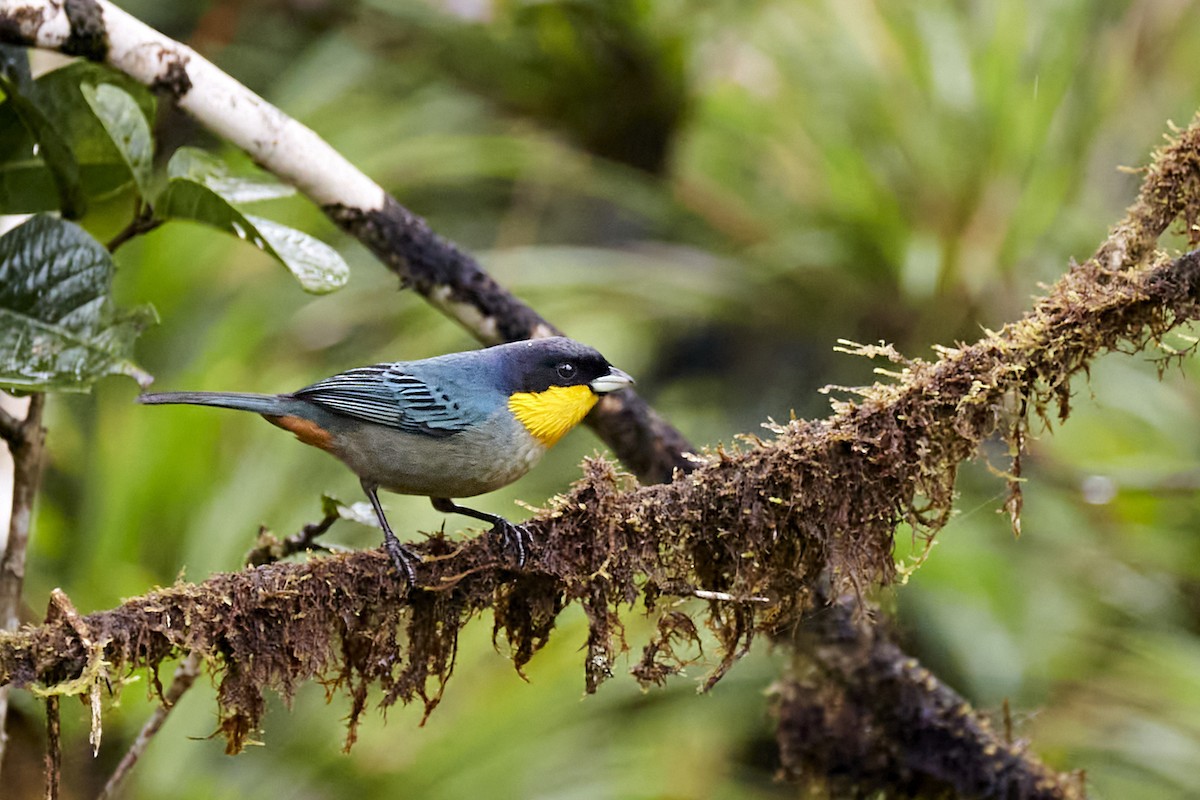 Yellow-throated Tanager - ML612388553