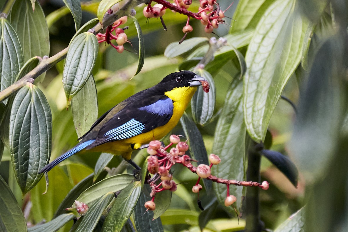 Blue-winged Mountain Tanager - ML612388679