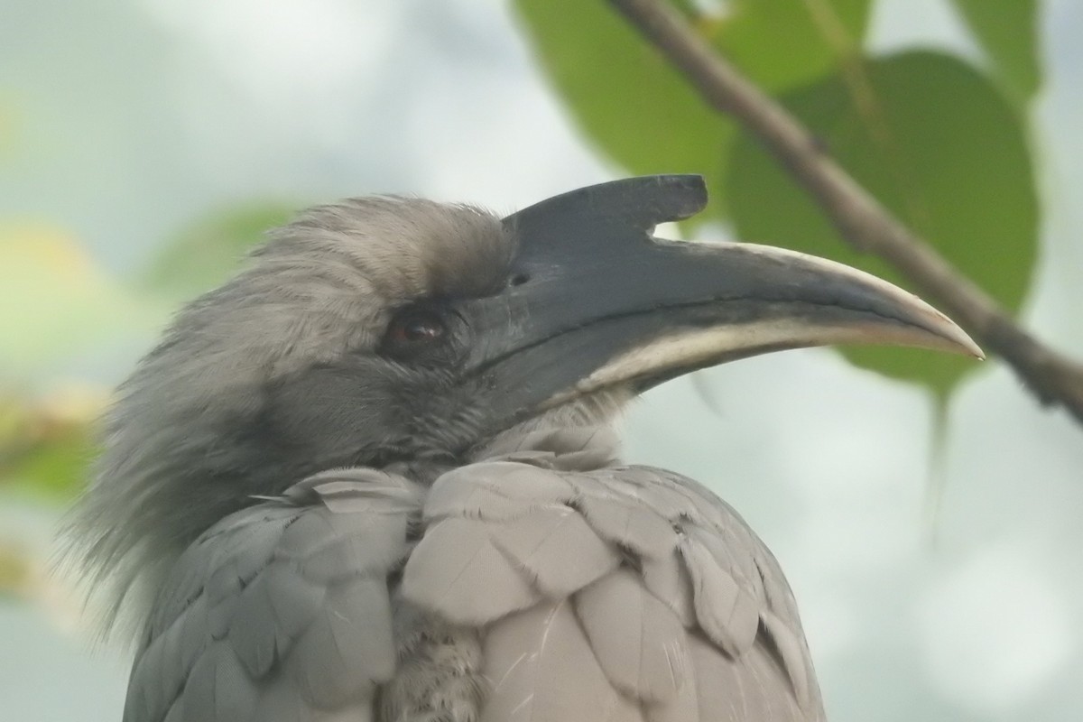 Indian Gray Hornbill - David Kuster