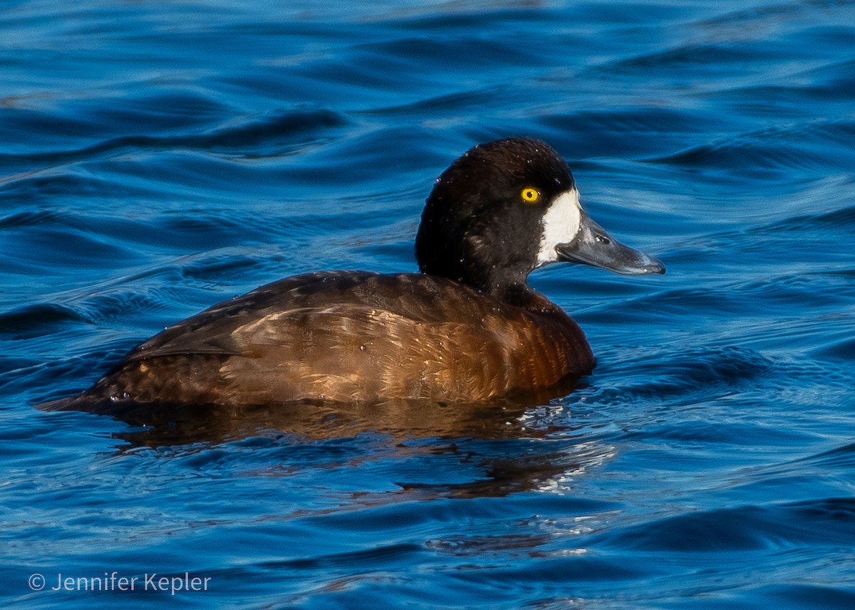 Greater Scaup - ML612388812