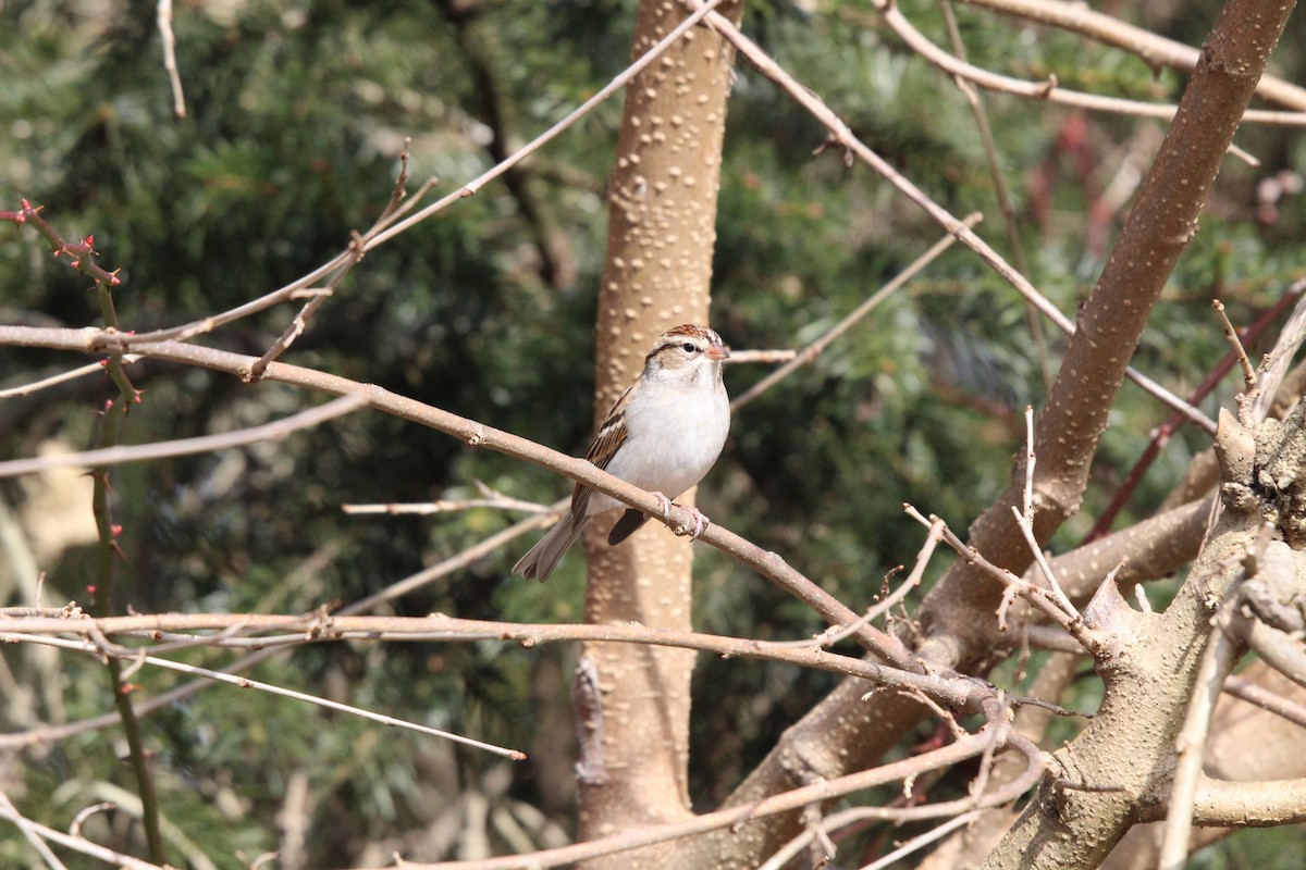 Chipping Sparrow - ML612388886