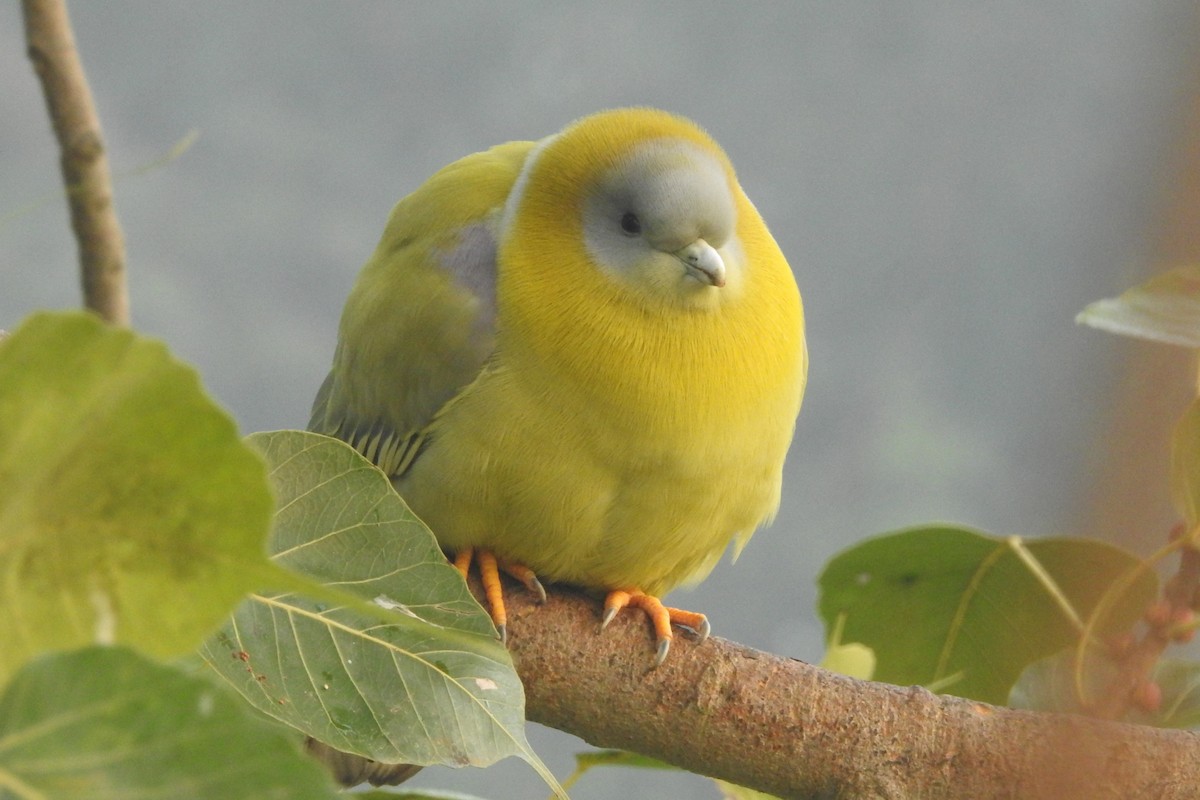 Yellow-footed Green-Pigeon - David Kuster