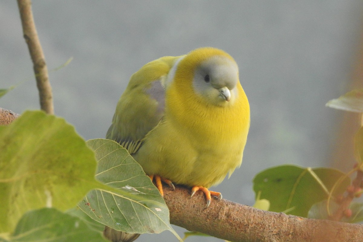 Yellow-footed Green-Pigeon - ML612389185