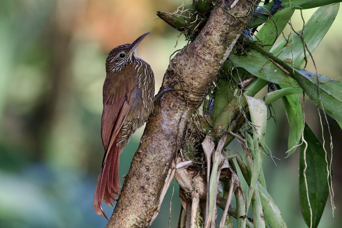 Strong-billed Woodcreeper - ML612389212