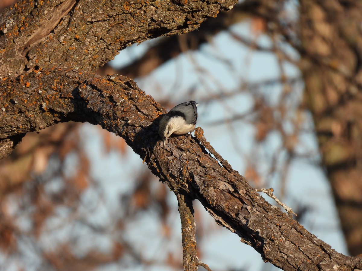 White-breasted Nuthatch - ML612389215
