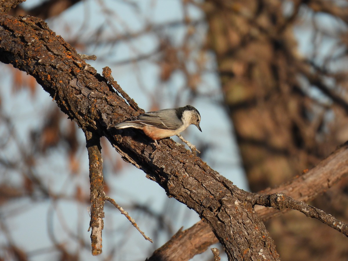 White-breasted Nuthatch - ML612389216