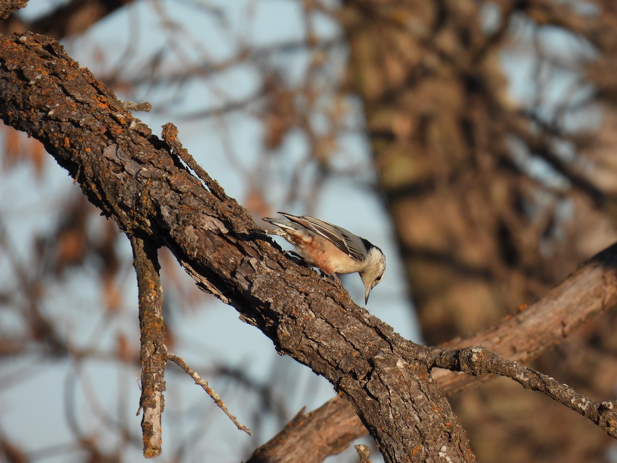 White-breasted Nuthatch - ML612389217
