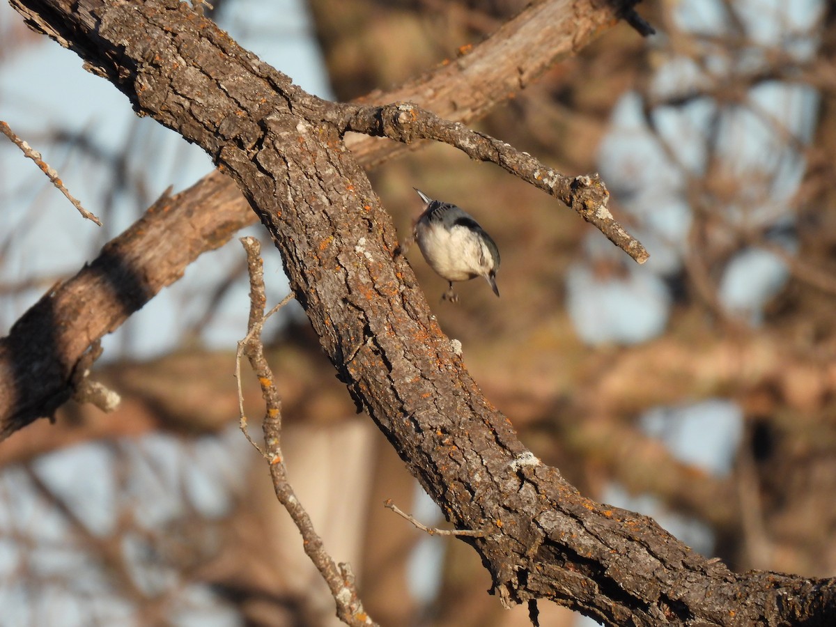White-breasted Nuthatch - ML612389220