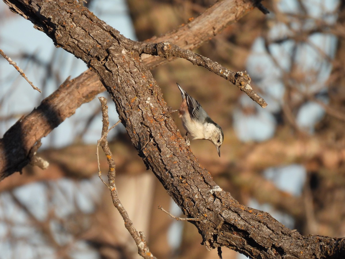 White-breasted Nuthatch - ML612389222