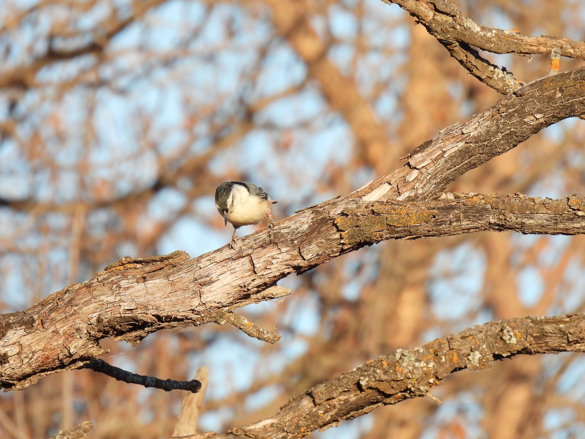 White-breasted Nuthatch - ML612389223