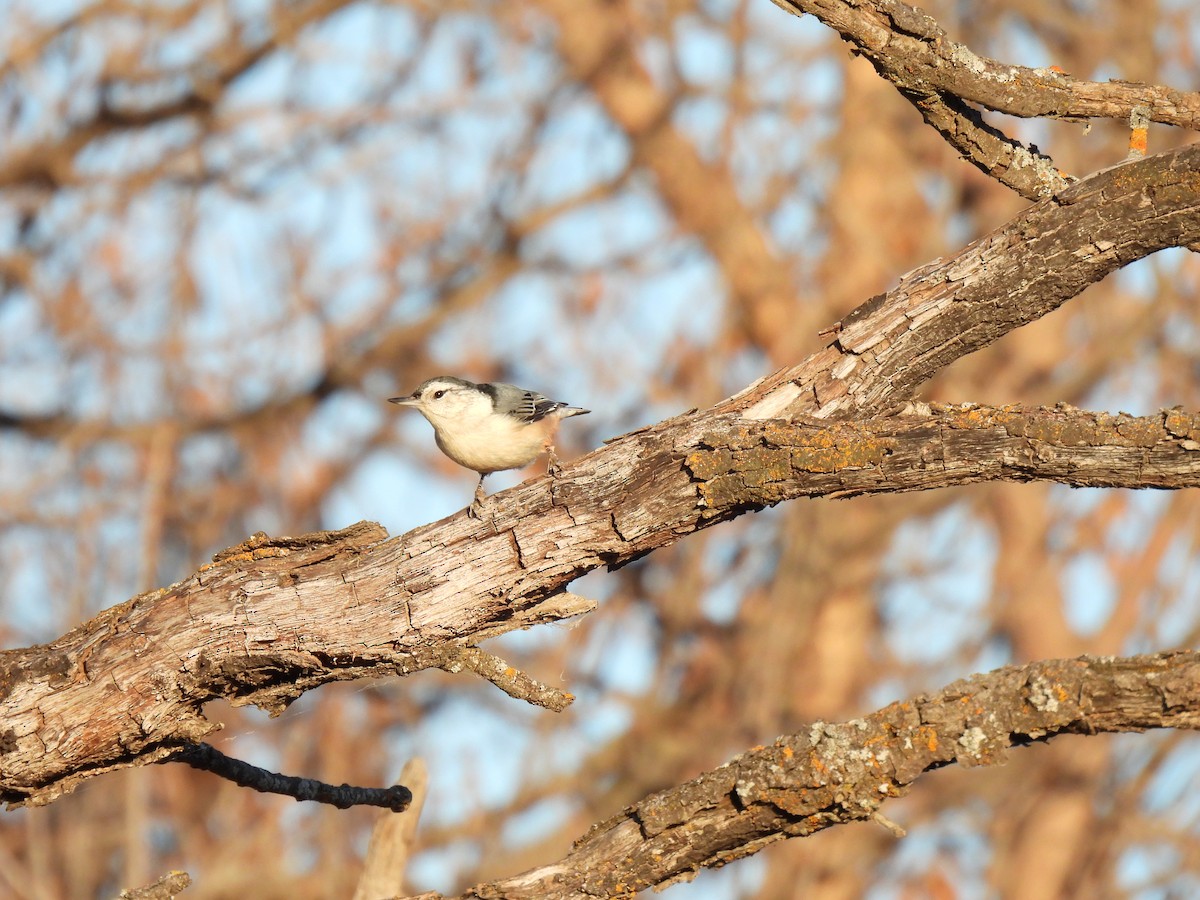 White-breasted Nuthatch - ML612389224