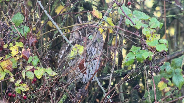 Long-eared Owl - ML612389521