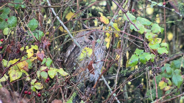 Long-eared Owl - ML612389613