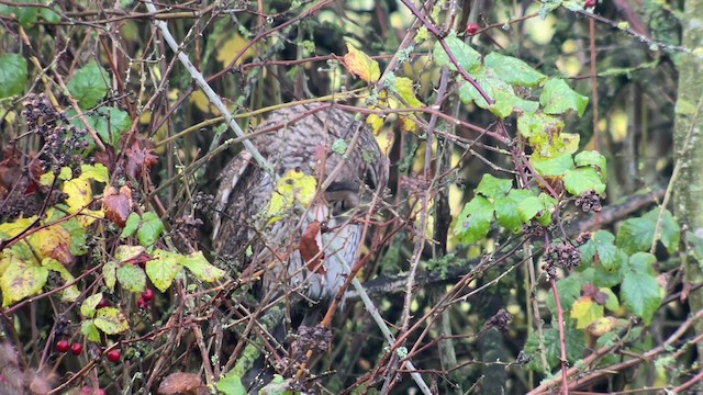 Long-eared Owl - ML612389631
