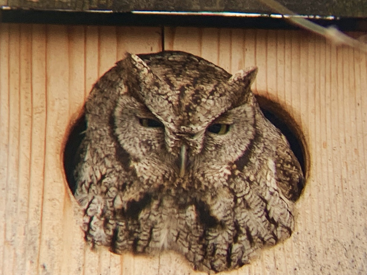 Western Screech-Owl - ML612389886