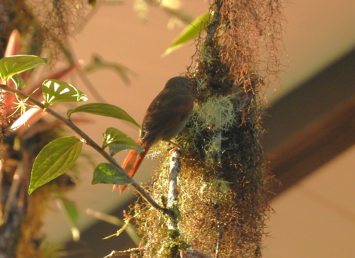 Red-faced Spinetail - ML612390094