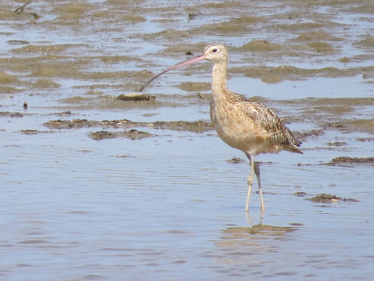 Long-billed Curlew - ML612390205
