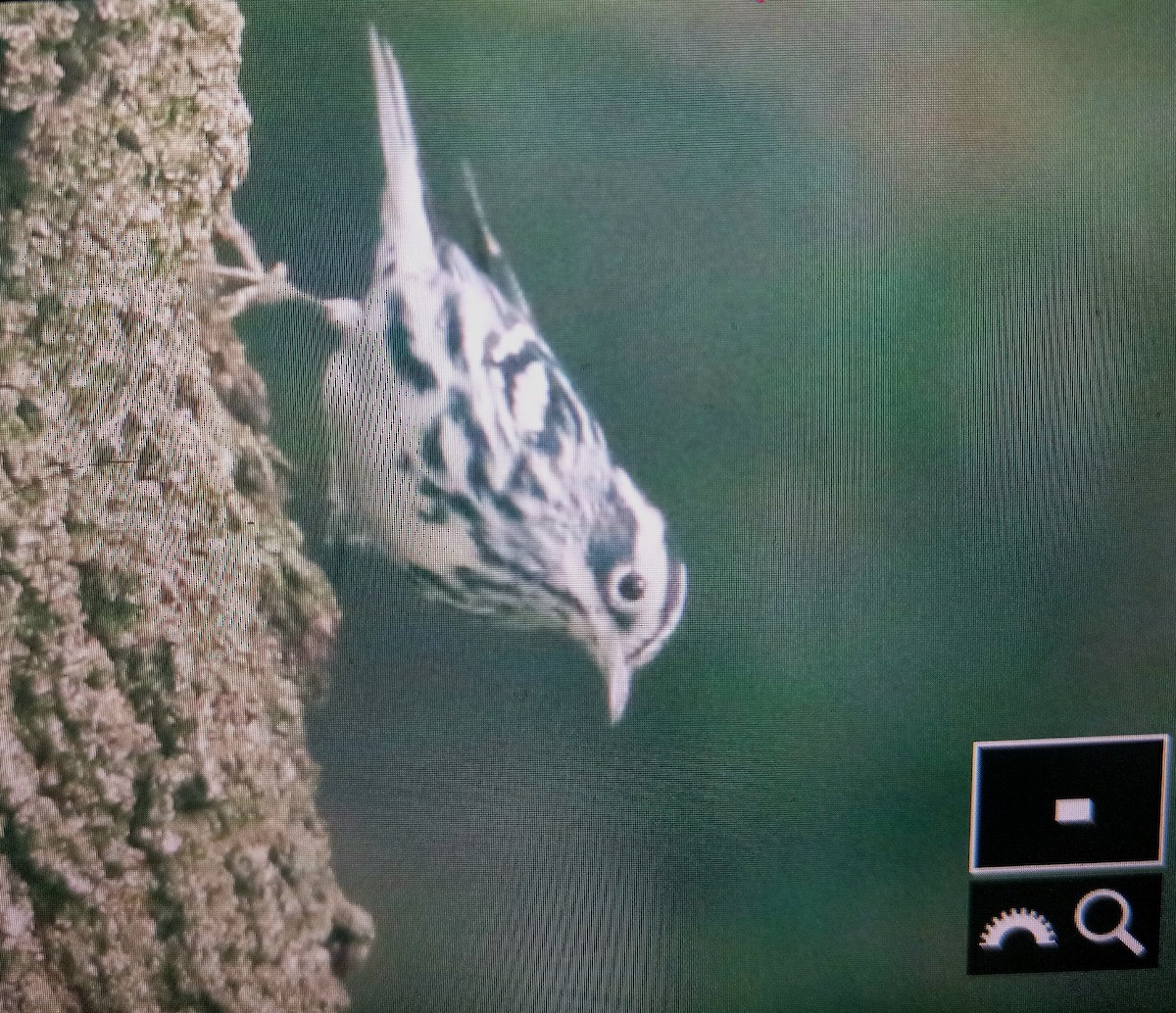 Black-and-white Warbler - ML612390480