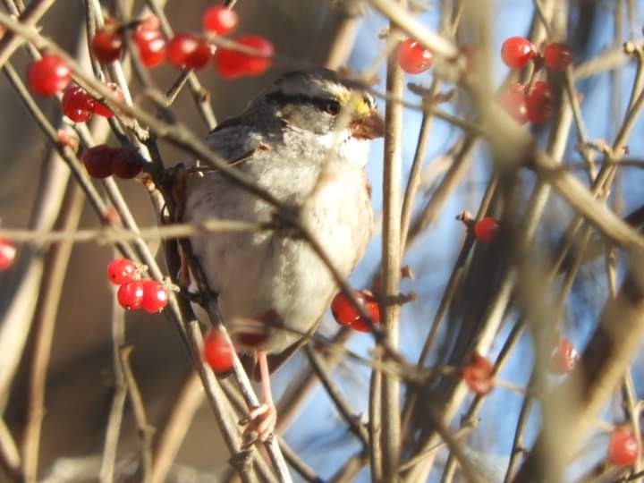 White-throated Sparrow - heidi tarasiuk