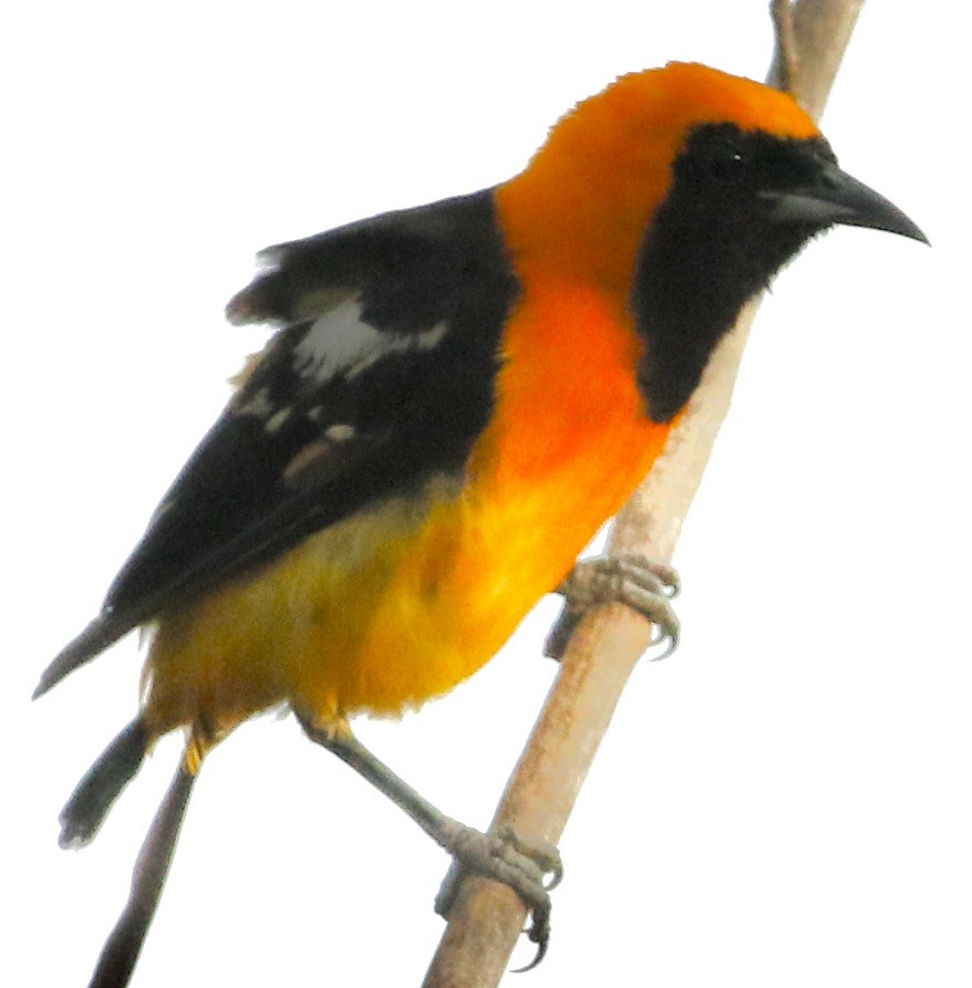 Hooded Oriole - Connie Lintz