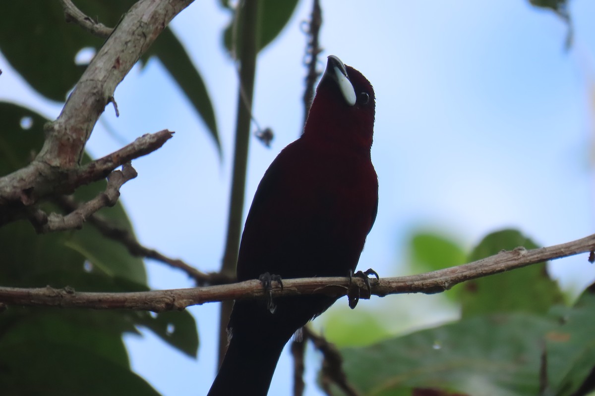 Silver-beaked Tanager - ML612391047