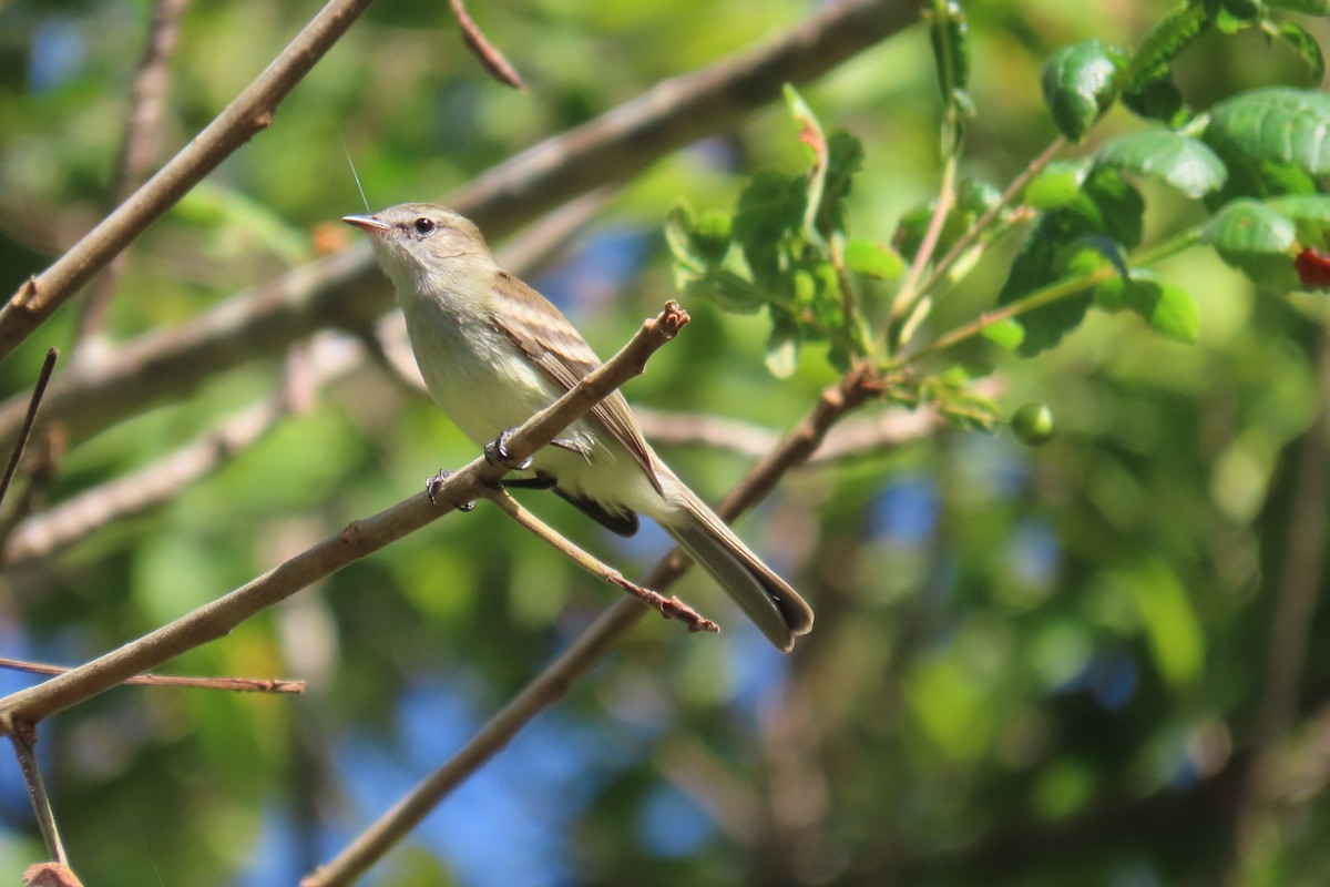 Northern Mouse-colored Tyrannulet - ML612391101