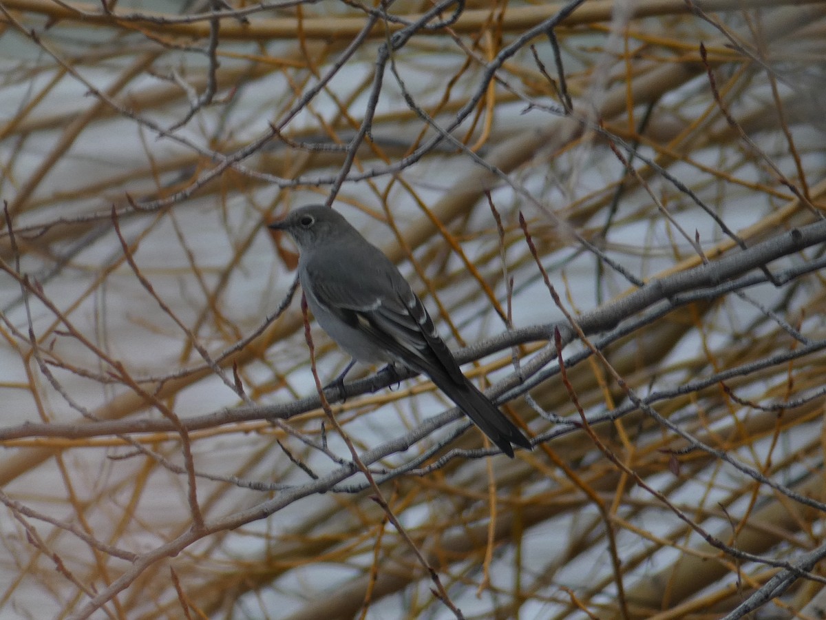 Townsend's Solitaire - Lucie Parker