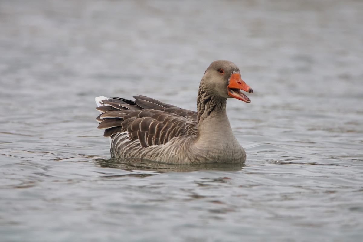 Graylag Goose (Domestic type) - ML612391283