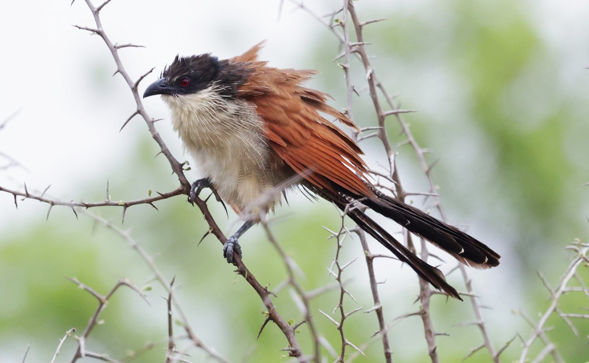 White-browed Coucal (Burchell's) - ML612391337