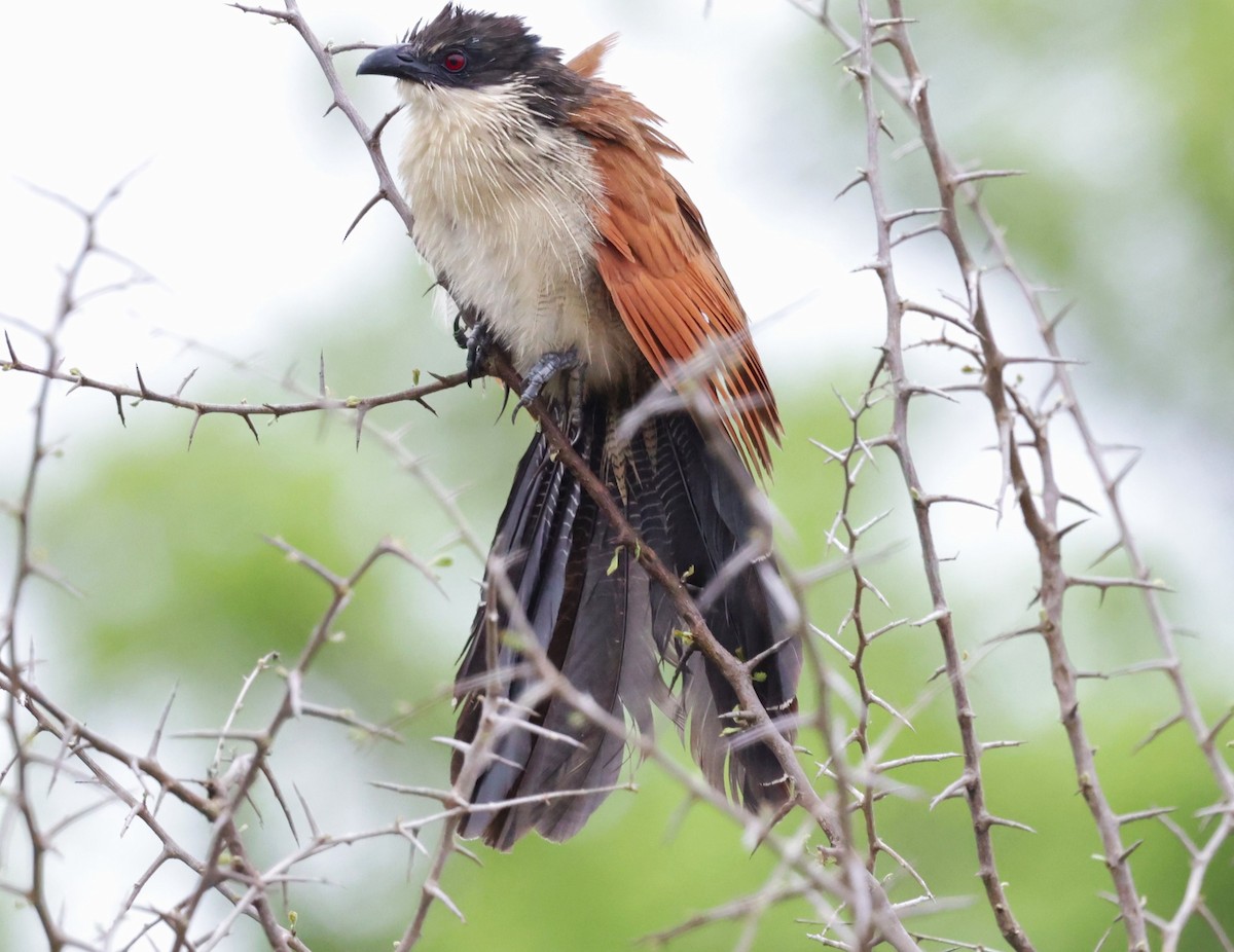 White-browed Coucal (Burchell's) - ML612391344