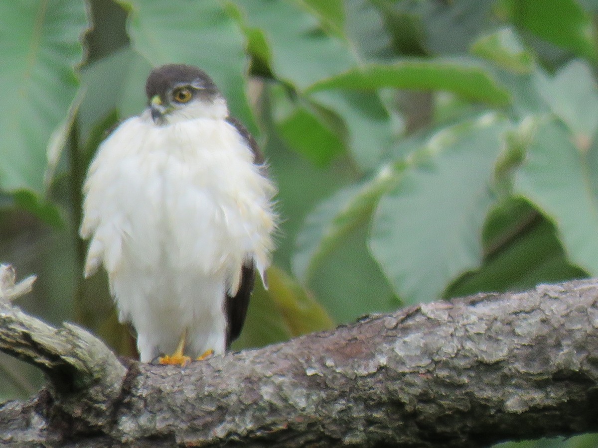 Sharp-shinned Hawk (White-breasted) - Marco Carias