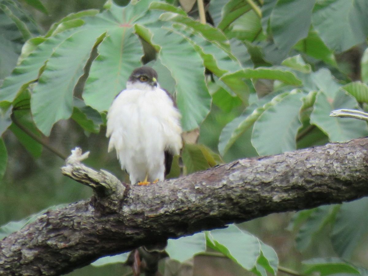 Sharp-shinned Hawk (White-breasted) - Marco Carias