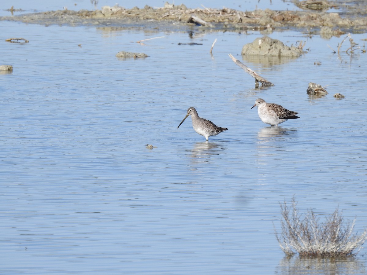 Long-billed Dowitcher - ML612391536