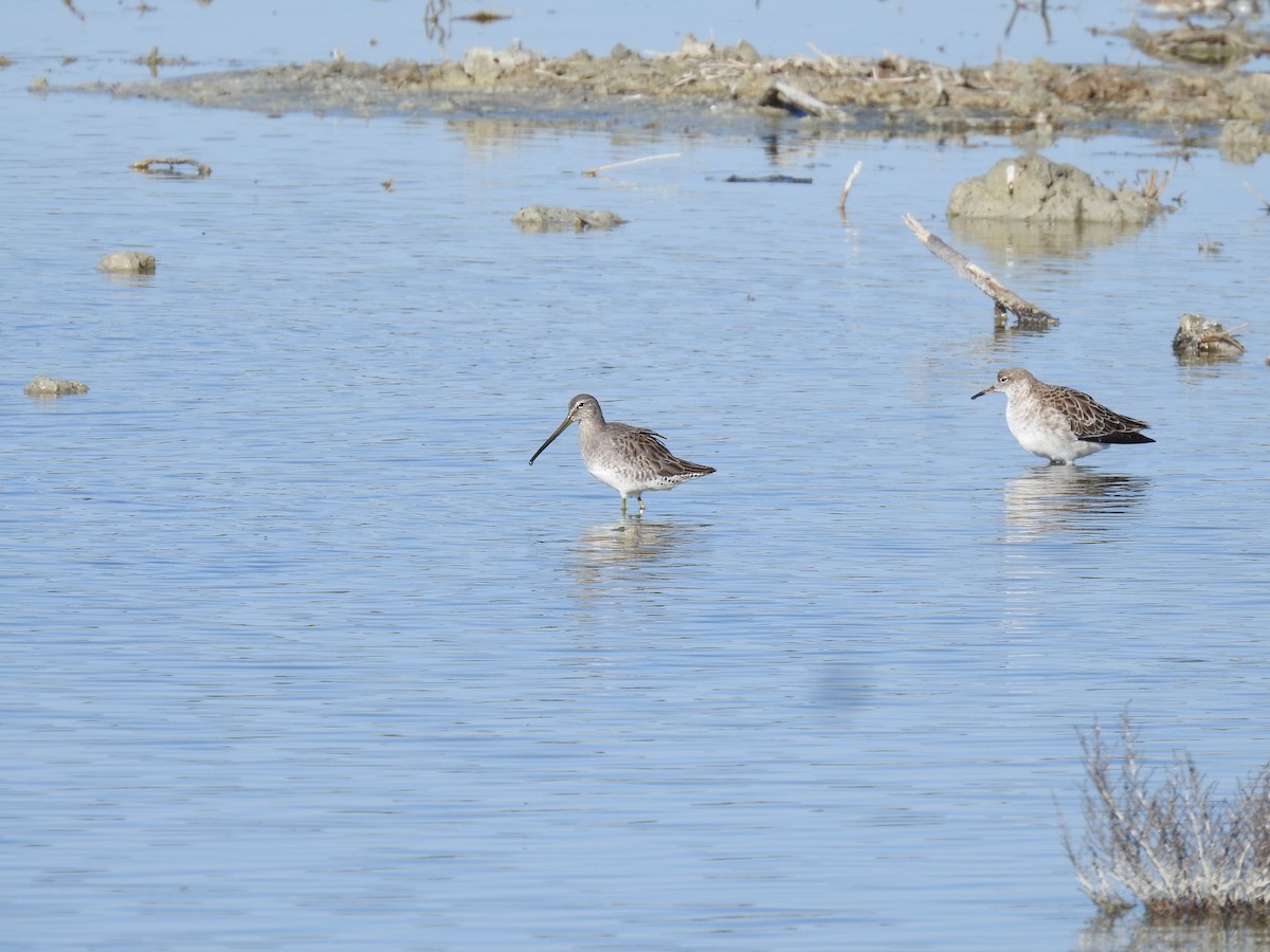 Long-billed Dowitcher - ML612391550