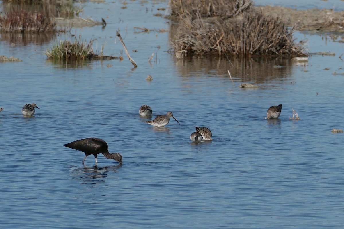 Long-billed Dowitcher - ML612391590