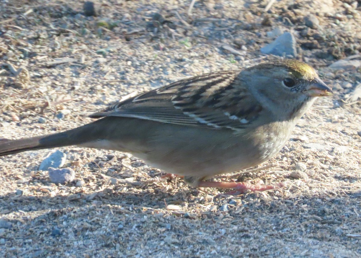 Golden-crowned Sparrow - Charlene Glacy