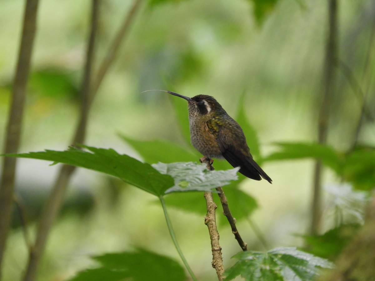 Speckled Hummingbird - ML612391776
