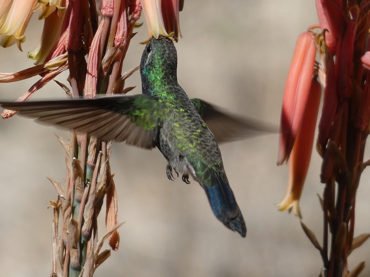 Broad-billed Hummingbird - ML612391790