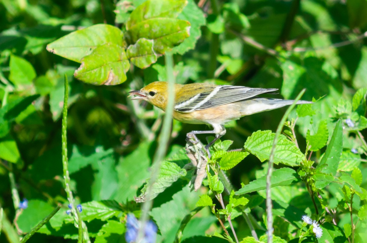 Bay-breasted Warbler - ML612391949