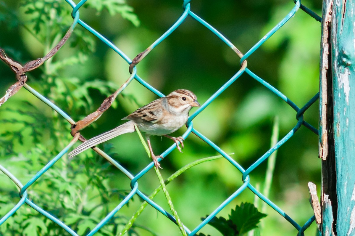 Clay-colored Sparrow - ML612392000