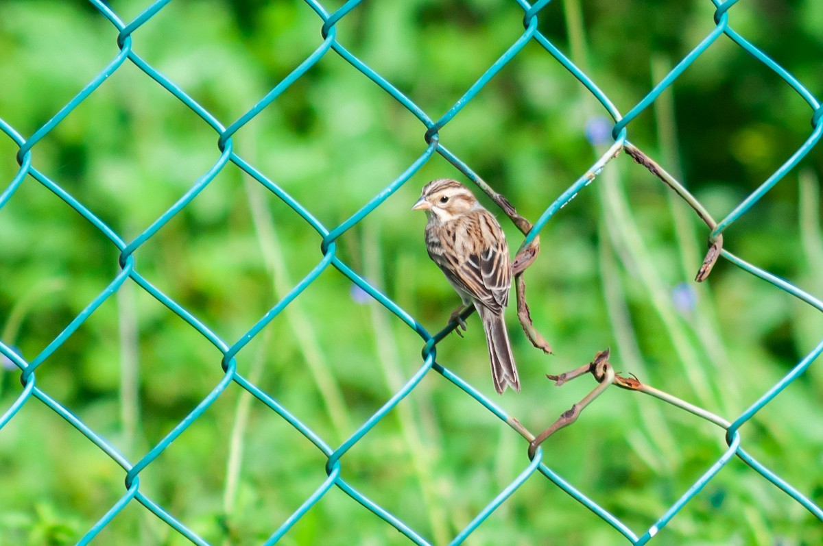 Clay-colored Sparrow - ML612392001