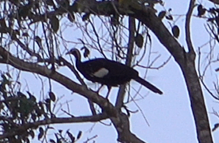 White-throated Piping-Guan - ML612392007
