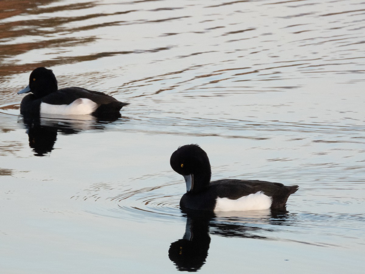 Tufted Duck - ML612392125