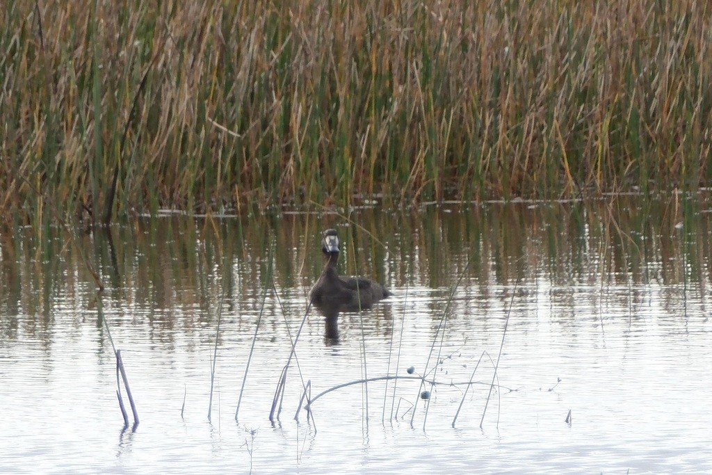Greater Scaup - ML612392196