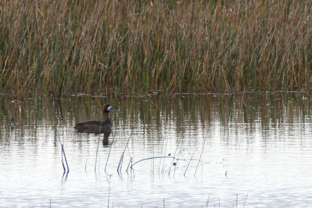 Greater Scaup - ML612392197