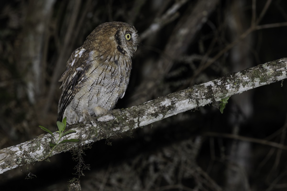 Tropical Screech-Owl - Thelma Gátuzzô
